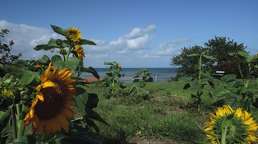 GRØNNINGEN - LYSTRUP STRAND, solsikker 2019 GRØNNINGEN - LYSTRUP STRAND, solsikker 2019